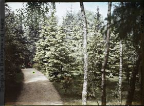 Image représentant La forêt dorée