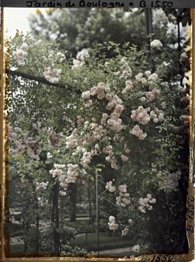 Image représentant Arches de roses masquant un coin sud-est du verger-roseraie, vues en direction du jardin français ?