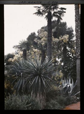 Image représentant Cap-Martin - Mimosas - Le Jardin