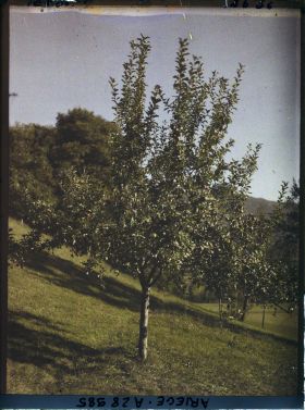 Image représentant Un pommier chez monsieur Begouën
