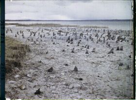 Image représentant Site palafittique préhistorique des Alpes, pieux en bois visibles lors de la baisse des eaux après la grande sécheresse de 1921
