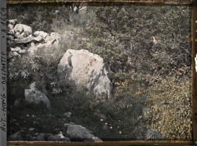Image représentant Végétation naturelle: rocher avec lichens de deux couleurs