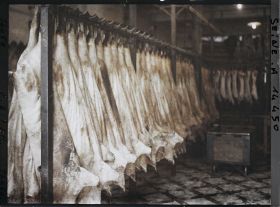 Image représentant Cochons pendus, charcuterie aux environs des Halles (?)