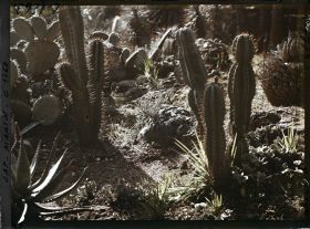 Image représentant le Jardin