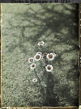 Image représentant Chrysanthème à Carême