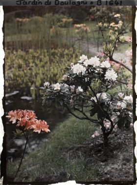 Image représentant Effet décoratif d'un rhodo et d'un azalée au bord de l'étang