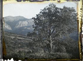 Image représentant Paysage avec un chêne zéen