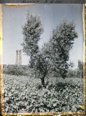 Image représentant Vue vers le minaret et la mosquée de Mansoura