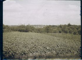 Image représentant Ile de France, Sarcelle St Briec, Pommes de terre et Verger