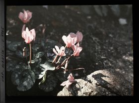 Image représentant Cyclamen rose en fleurs