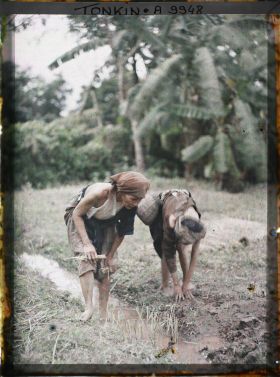 Image représentant Le repiquage du riz pour la récolte de novembre