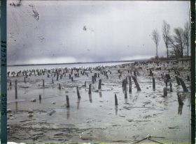 Image représentant Site palafittique préhistorique des Alpes, pieux en bois visibles lors de la baisse des eaux après la grande sécheresse de 1921