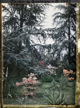 Image représentant Azalées dans la forêt bleue