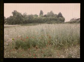 Image représentant Ile de France, Montsoult , Champ de poireaux Cultivés pour graines