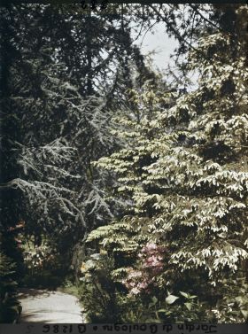Image représentant La forêt dorée et la forêt bleue