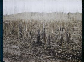 Image représentant Site palafittique préhistorique des Alpes, pieux en bois visibles lors de la baisse des eaux après la grande sécheresse de 1921