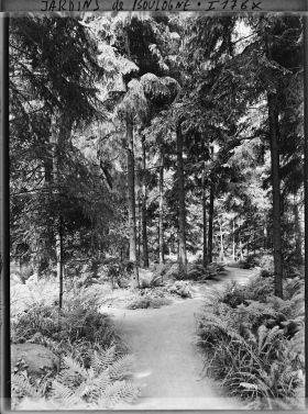 Image représentant La forêt vosgienne