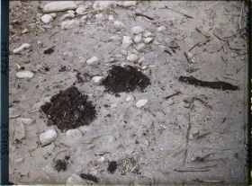 Image représentant Site palafittique préhistorique des Alpes, pieux en bois visibles lors de la baisse des eaux après la grande sécheresse de 1921