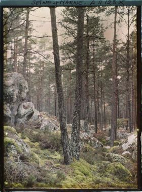 Image représentant France, Fontainebleau, Forêt de Fontainebleau