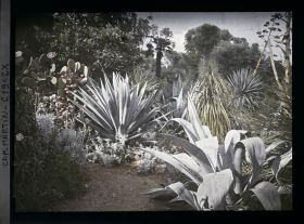 Image représentant Agaves, yuccas, cactus, autres plantes exotiques et géraniums au bord d'une allée