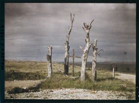 Image représentant France, Esnes, Arbres déchiquetés par les Obus