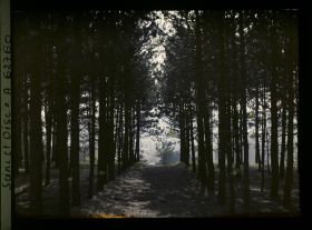 Image représentant Ile de France, Vallangoujard, Contre-jour dans un bois de sapins