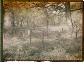 Image représentant France, Plémont, Dans le Parc (fils Barbelés)