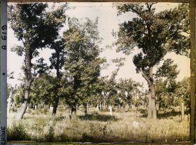 Image représentant Konglin, la nécropole de la famille de Confucius