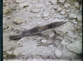Image représentant Site palafittique préhistorique des Alpes, pieux en bois visibles lors de la baisse des eaux après la grande sécheresse de 1921