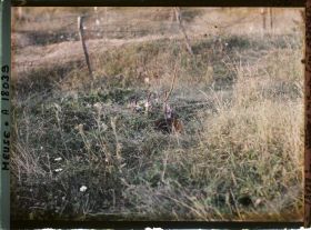 Image représentant France, Thiaumont, Tranchée de Thiaumont dite "tranchée des fusils" ou "des baïonnettes"