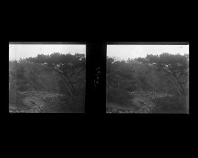 Image représentant Le jardin de la résidence de M. Matsuda