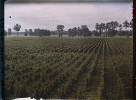 Image représentant Vignoble de Vouvray
