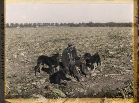 Image représentant Seine et Marne, Guermantes, Berger et ses Chiens
