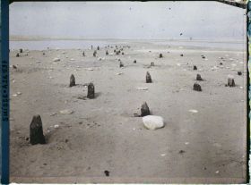 Image représentant Site palafittique préhistorique des Alpes, pieux en bois visibles lors de la baisse des eaux après la grande sécheresse de 1921 sur le lac de Neuchâtel
