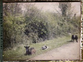 Image représentant Chèvres au bord d'un chemin