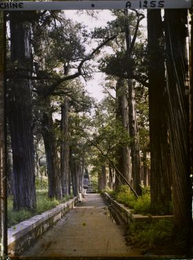 Image représentant Konglin, la nécropole de la famille de Confucius