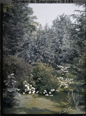 Image représentant Viorne entourée d'un rideau de cèdres de l'Atlas dans la forêt bleue