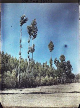 Image représentant Des peupliers