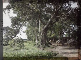 Image représentant Des petites huttes couvertes de chaume pour le marché, à l'ombre de grands arbres