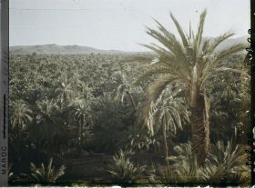 Image représentant La palmeraie avec au fond le Djebel Grouz