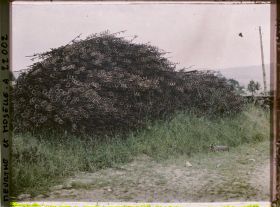 Image représentant France, Norroy, Piquets de barbelés enlevés des Champs