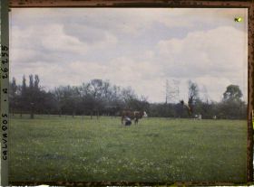 Image représentant Pâturage