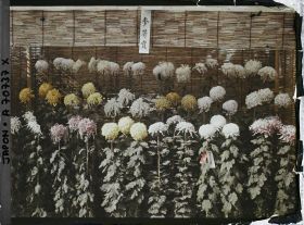 Image représentant Exposition de chrysanthèmes