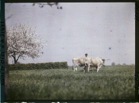 Image représentant France, Un attelage de boeufs-aux Champs