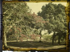 Image représentant Flamboyants et manguiers