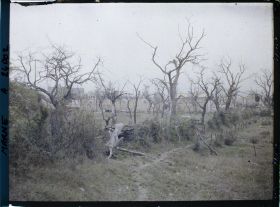 Image représentant Bligny, Les arbres morts