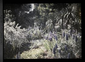 Image représentant Yuccas et massifs fleuris , vus en direction de l'ouest, vue prise à 15 h