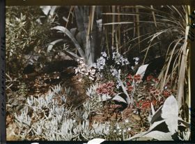 Image représentant le jardin