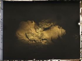 Image représentant La grotte du Tuc d'Audoubert : les bisons vus de profil