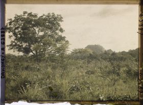 Image représentant Paysage de forêt